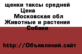 щенки таксы средней › Цена ­ 10 000 - Московская обл. Животные и растения » Собаки   